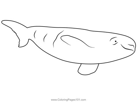 beluga whale relaxing coloring page  kids  whales printable