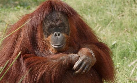 orangutan smithsonians national zoo