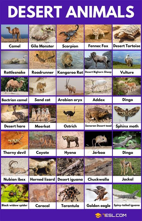 desert animals  common animals     desert esl