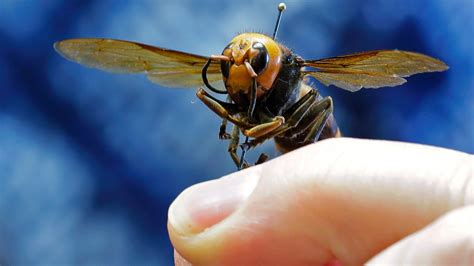 murder hornets hundreds report asian giant hornet  washington state