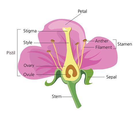 parts   flower   functions  diagram treescom