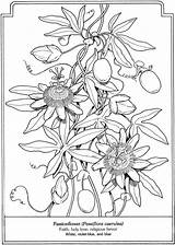 Dover Publications Coloring Pages Book Flowers Flower Passionflower Para Language Doverpublications Passion Passiflora Colorir Flor Line Drawing Welcome Flores Desenhos sketch template