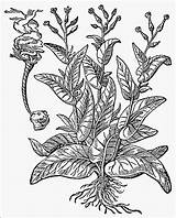 Tobacco Drawing Leaf Paintingvalley sketch template
