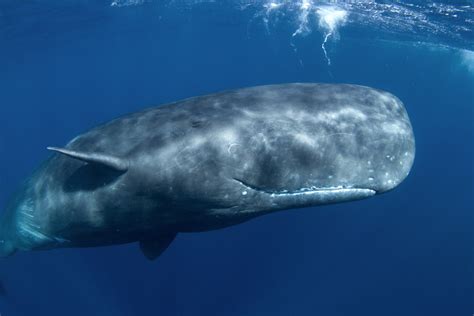 walvissen produceren luidste geluid van alle dieren met hun fonische lippen foto hlnbe