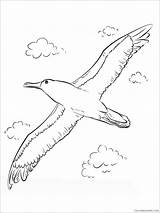 Albatross Coloring4free 2021 Sheets Coloring Animal Printable Pages Flying Related Posts sketch template