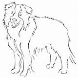 Collie Border Coloring Standing Pages Designlooter Surfnetkids Drawings 200px 66kb sketch template