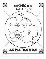 Michigan State Flower Arkansas Coloring Pages Worksheets Choose Board Preschool Education sketch template