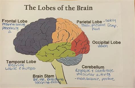 functions  brain lobes barainlay