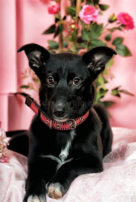 funny black  white puppy stock image image  cute black