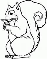 Squirrel Coloring Nut sketch template