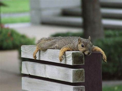 incredibly cute squirrel e funny emails