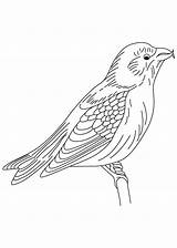 Coloring Winged Blackbird Crossbill Red Pages sketch template