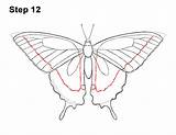 Swallowtail sketch template