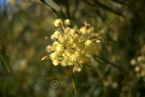 pin  australian native plants