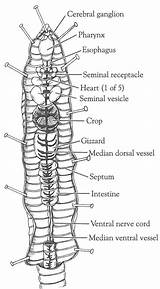 Earthworm Dissection Diagram System Circulatory Crayfish Closed Biology Open Science Labeled Anatomy Worm Ventral Carolina Diagrams Earth Versus School Earthworms sketch template