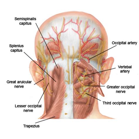 occipital nerve ablation pain spa