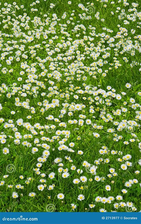 lawn  white flowers stock image image  season beautiful