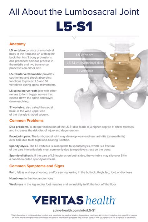 anatomy  lumbosacral joint   infographic spine health