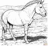 Coloring Pages Horse Realistic Printable Clipart Horses Mongolian sketch template
