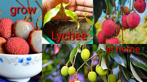 grow lychee trees  seeds youtube