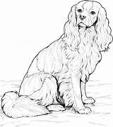 Cavalier Hund Spaniel Cavapoo Brandmalerei Malvorlage Malvorlagen Labrador Pferde Niedlichen Vorlage sketch template