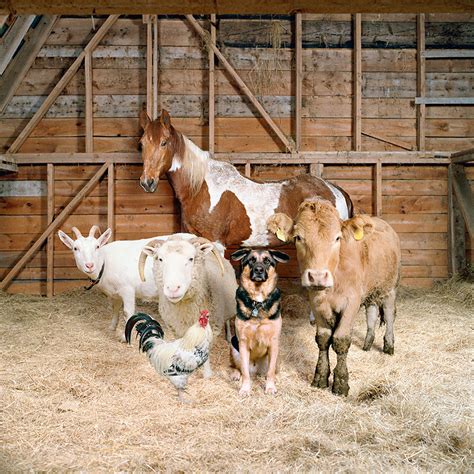 animal farm photography   havent   demilked