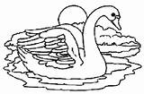 Swan Beautiful Coloring Pages Girls sketch template