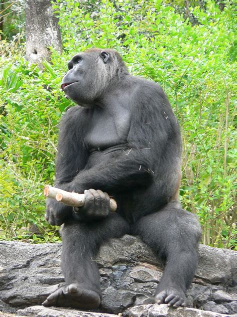 gorilla genitalia mega porn pics