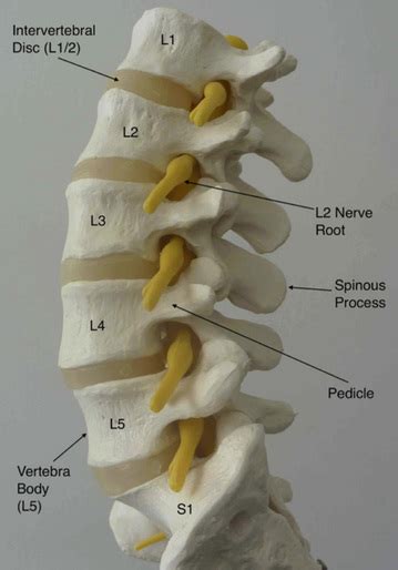 information  spine  intervetebral disc anatomy dr david oehme