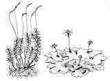 Plant Mosses Liverworts Daffodils Perceiving sketch template