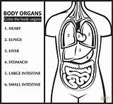Cuerpo Umano Organi Organs Organos Humano Colorear Inglese Disegno órganos Kleurplaat Colora Impara Engels Stampare Inglés Anatomia sketch template