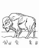 Bison Kolorowanki Bizon Yellowstone Dzieci Colorluna Designlooter Animal sketch template