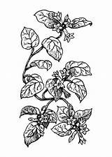 Malvorlage Pflanze Disegno Kleurplaat Pianta Colorear Planta Plante Ausmalbild Ausmalen Pflanzen sketch template
