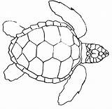Turtle Sea Coloring Drawing Drawings Turtles Line Pages Leatherback Shell Outline Draw Baby Loggerhead Outlines Pattern Funny Kids Printable Drawn sketch template