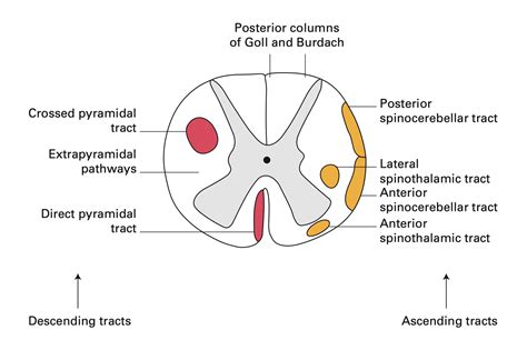 spinal cord cross section  tracts