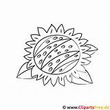 Malvorlage Sonnenblume Ausmalbilder Malvorlagen Malvorlagenkostenlos sketch template
