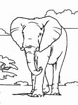 Elefante Elefantes Savane Colorier Adulte Coloriageetdessins Zendoodle sketch template