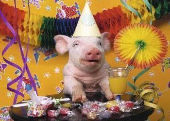 pin  kay  happy birthday pigs happy birthday pig mini pigs