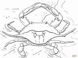 Crab Jaiba Cangrejo Atlantic sketch template