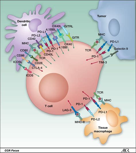 cancer immunotherapy projections immune checkpoint inhibitors lead   cancer biology