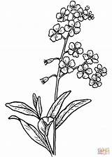 Forget Flower Drawing Coloring Pages Larkspur Flowers Drawings Line Clipart Tattoo Myosotis Sketch Vergissmeinnicht Nots Tattoos Google Wilted Transparent Minimalist sketch template