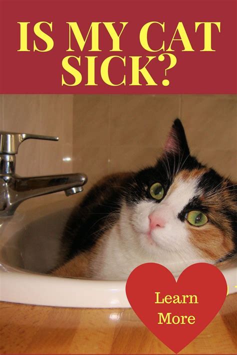 symptoms  cat   sick cats meowmonday cathealth felinehealth felineillnesses