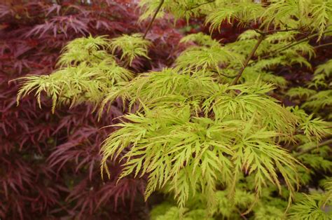 Acer Palmatum Emerald Lace