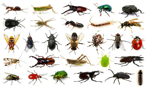 bugs     world proactive pest control