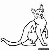 Coloring Burmese Pages European Cats Cat sketch template