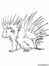 Coloring Porcupine Getcolorings sketch template