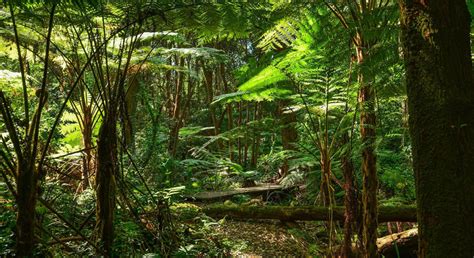 die grenzen des regenwald wachstums sonnenseite oekologische