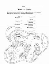 Cell Animal Coloring Pages Biology Plant Worksheet Bacteria Diagram Color Drawing Labels Key Cytoplasm Cycle Membrane Label Getdrawings Labeling Getcolorings sketch template