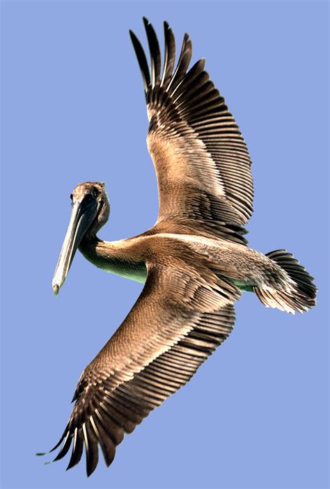 brown pelican