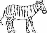 Zebra Template Outline Templates Pages Coloring Clipart Colouring Shape Vector Zebras Outlined Animal sketch template